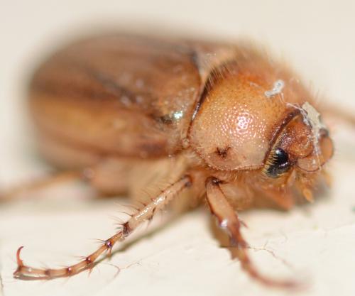 Réf. 255 126 : Rhizotrogus marginipes